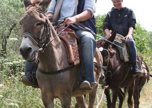 Horse Riding Crete | Plakias Horse Riding Center | Beach & Sunset Tours