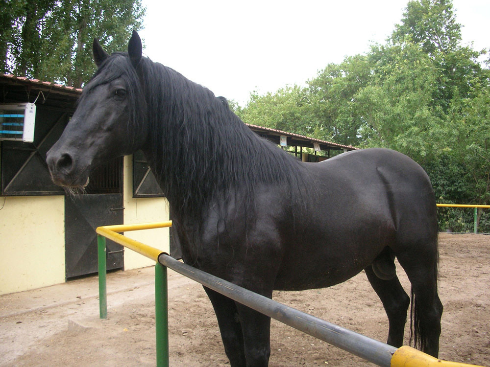 Our Horses Crete Horse Riding