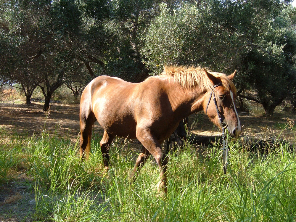 Our Horses Crete Horse Riding