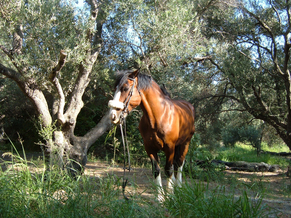 Our Horses Crete Horse Riding