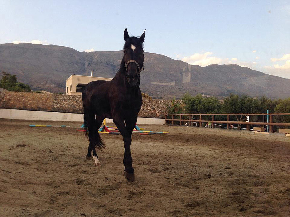 Our Horses Crete Horse Riding
